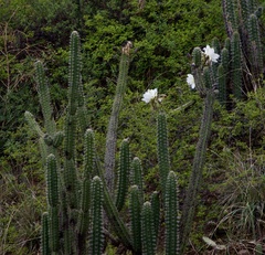 Harrisia tetracantha, photograph (c) Raquel Mondino, some rights reserved (CC BY)