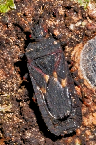 Ctenoneurus observed 2025-12-28