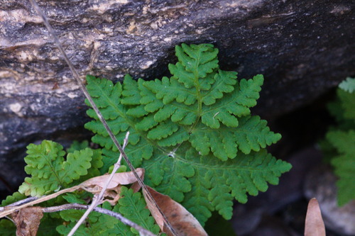 Maxon's Goldback Fern (Pentagramma maxonii)