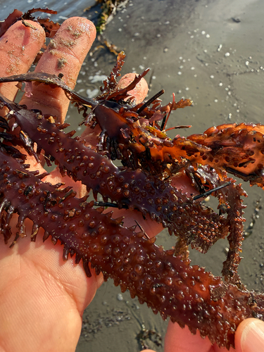 Chondracanthus spinosus, 2025-12-28