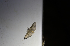 Spilomela pantheralis