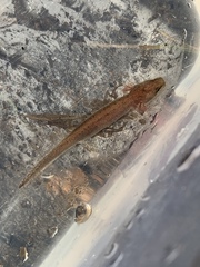 Necturus moleri