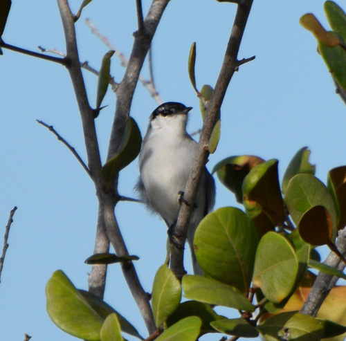 Yucatan Gnatcatcher (Polioptila albiventris), photo 10