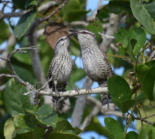Yucatan Wren (Campylorhynchus yucatanicus), photo 7