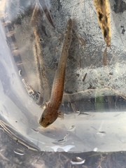 Necturus moleri