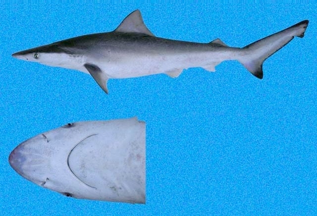 Pacific Smalltail Shark