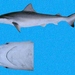 Tiburón Cola Blanca del Pacífico - Photo D Ross Robertson, sin restricciones conocidas de derechos (dominio público)