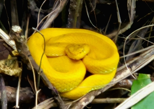 Philippine Pit Viper