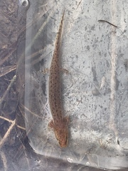 Necturus moleri