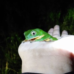 Phyllomedusa distincta