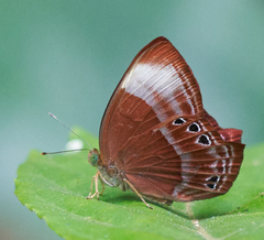 Abisara saturata kausambioides