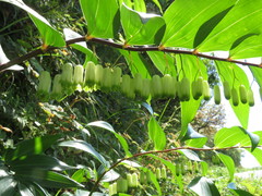 Polygonatum arisanense