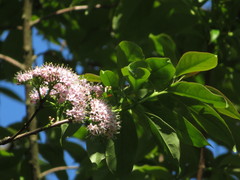 Ehretia longiflora