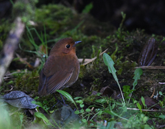 Grallaria saturata