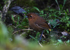 Grallaria saturata