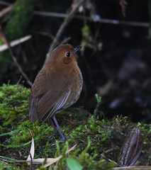 Grallaria saturata