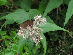 Eupatorium kiirunense