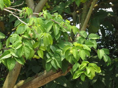 Sterculia ceramica