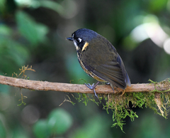 Grallaricula lineifrons