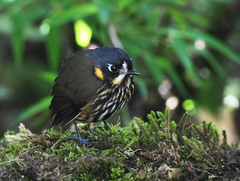 Grallaricula lineifrons