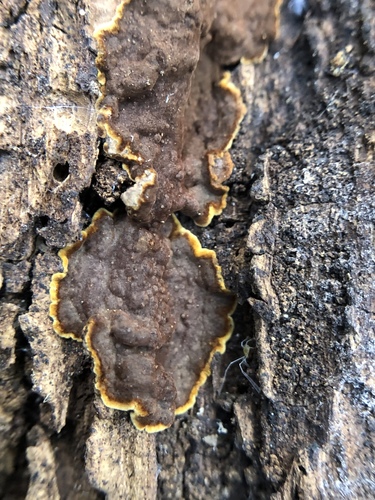 iNaturalist observation photo of Stereum
