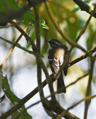 Mecocerculus stictopterus