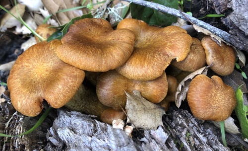 iNaturalist observation photo of western jack-o'-lantern
