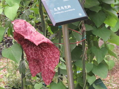 Aristolochia cucurbitifolia