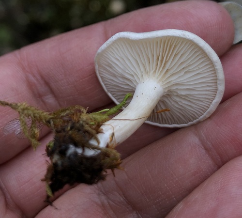 iNaturalist observation photo of Ossicaulis