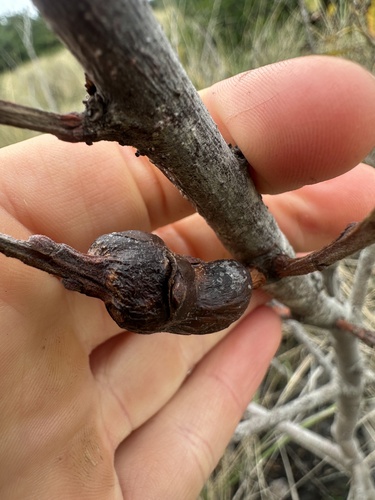 Unknown species found near Brookings, OR, US