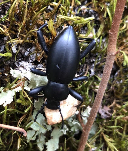 iNaturalist observation photo of Darkling Beetles
