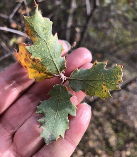 iNaturalist observation photo of Dumosae