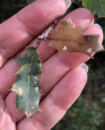 iNaturalist observation photo of Dumosae