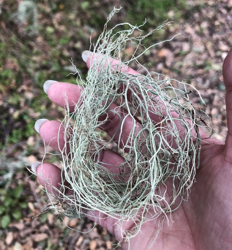 iNaturalist observation photo of beard lichens
