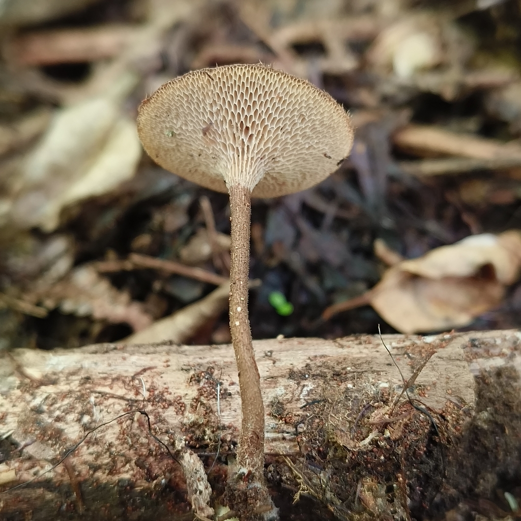 Lentinus arcularius · December 2025 · photo: © zedt (iNaturalist, cc-by)