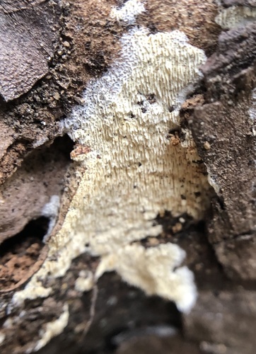 iNaturalist observation photo of Madrone Antrodia