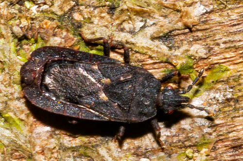 Ctenoneurus observed 2025-12-28