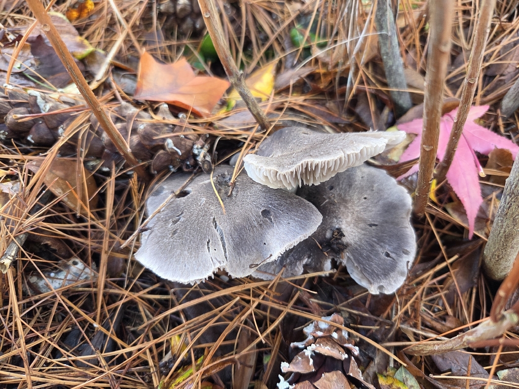 Tricholoma terreum · December 2025 · photo: © curleycurlew (iNaturalist, cc-by)