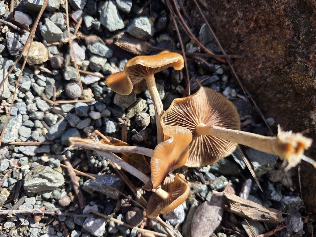 Psilocybe cyanescens · December 2025 · photo: © curleycurlew (iNaturalist, cc-by)