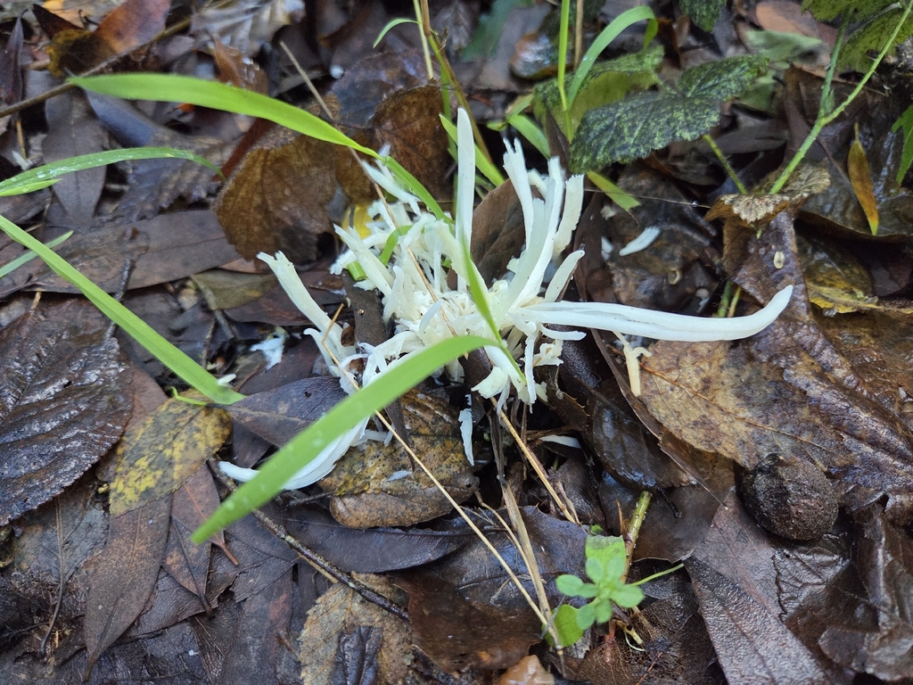 Clavaria fragilis · December 2025 · photo: © curleycurlew (iNaturalist, cc-by)