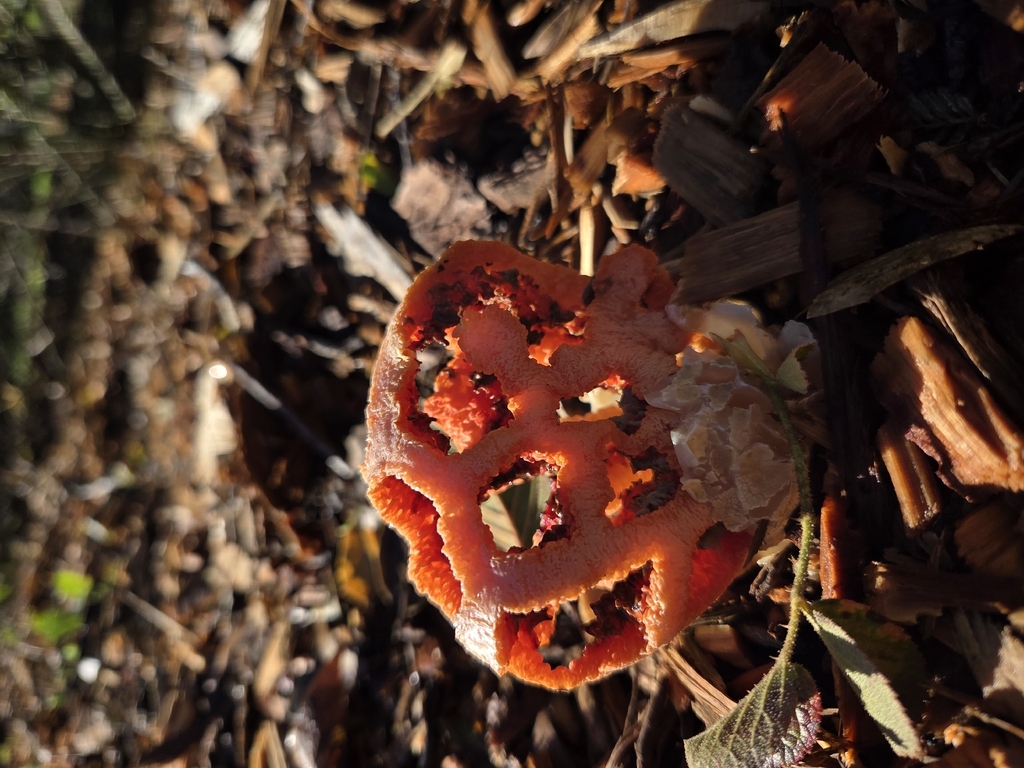 Clathrus ruber · December 2025 · photo: © curleycurlew (iNaturalist, cc-by)