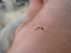 Cataglyphis bombycina