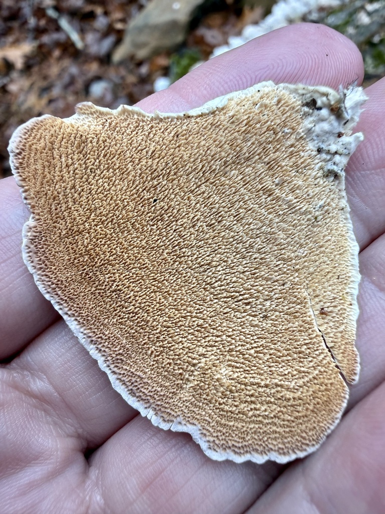 Trichaptum biforme · December 2025 · photo: © ashleyrsteel (iNaturalist, cc-by)