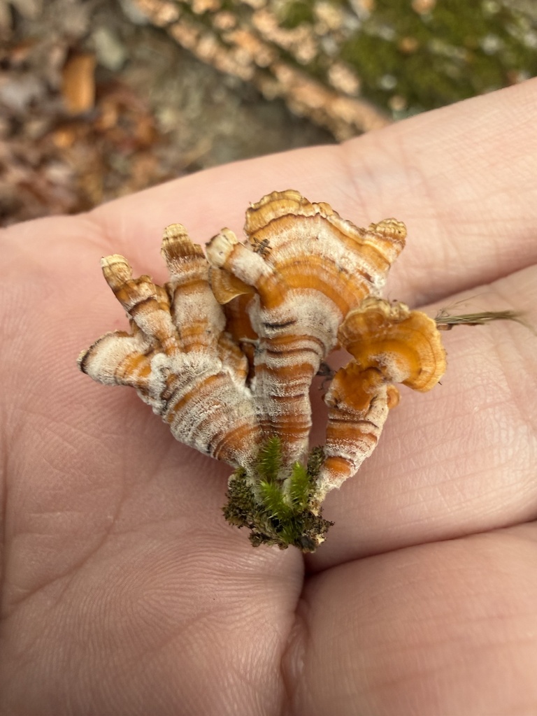 Stereum complicatum · December 2025 · photo: © ashleyrsteel (iNaturalist, cc-by)