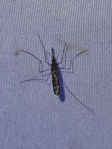 Anopheles crucians photo 6