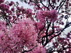 Chionanthus pubescens