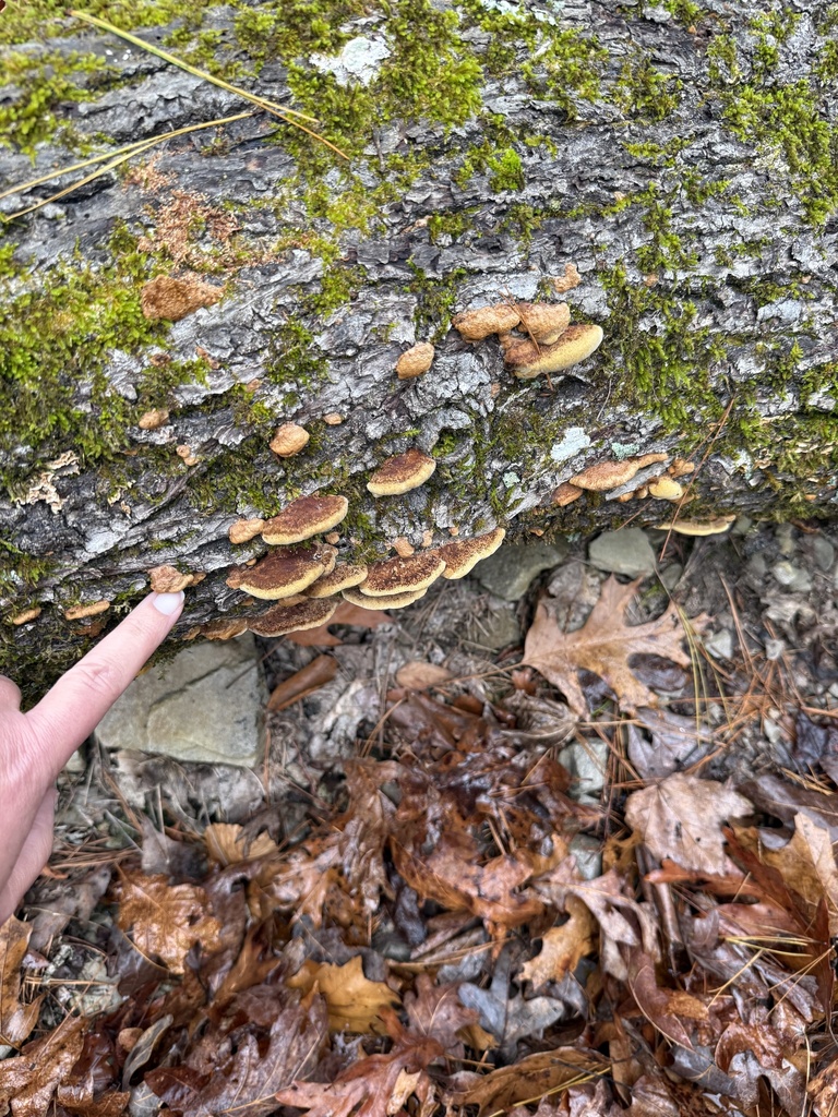Fuscoporia gilva · December 2025 · photo: © ashleyrsteel (iNaturalist, cc-by)