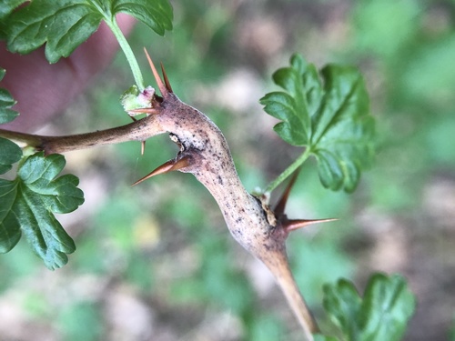 iNaturalist observation photo of Insects