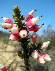 Chamelaucium pauciflorum