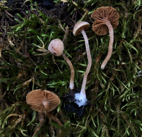 iNaturalist observation photo of Common Gilled Mushrooms and Allies